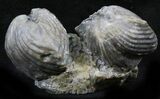 Platystrophia Brachiopods Fossil From Kentucky #26446-1